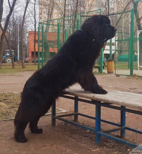 Фото: ньюфаундленд Смигар Лакост