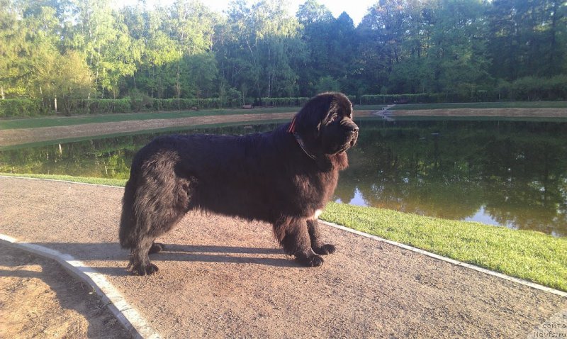 Фото: ньюфаундленд Сент Джонс Гвендолин Глориус Гарден