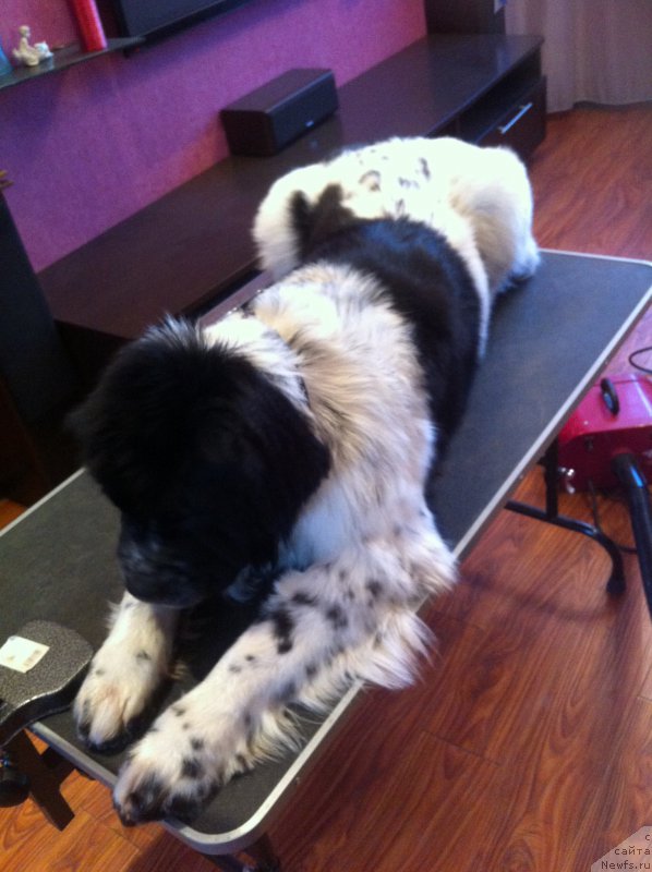 Фото: ньюфаундленд Сент Джонс Вива Виктория (Sent Djons Viva Viktoria)