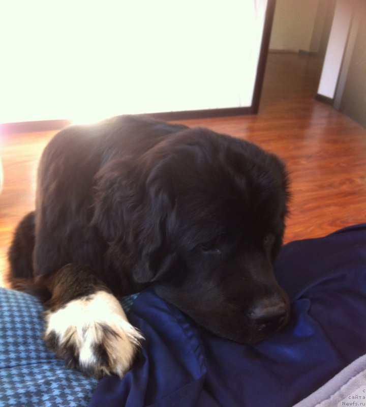 Фото: ньюфаундленд Аквиан Сонг Леди Ин Блэк