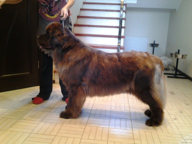 Фото: ньюфаундленд Ван Лен Тайм Женевьева