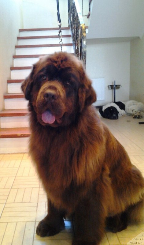 Фото: ньюфаундленд Ван Лен Тайм Женевьева