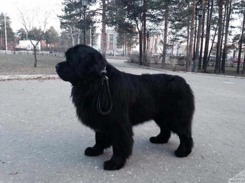 Фото: ньюфаундленд Аквиан Сонг Инсайд Ми Ворд