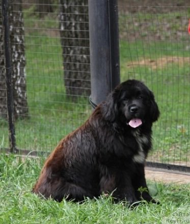 Фото: ньюфаундленд Сент Джонс Евразия