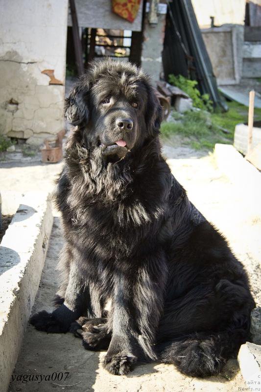 Фото: ньюфаундленд Елизавета Вялiкi Мядзведзь (Elizaveta Vialiki Miadzvedz)