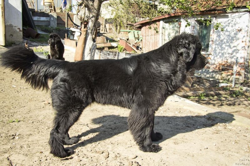 Фото: ньюфаундленд Явная Красота