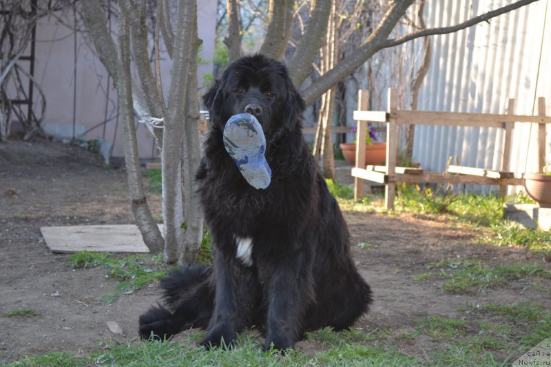 Фото: ньюфаундленд Талисман Моря Мишель