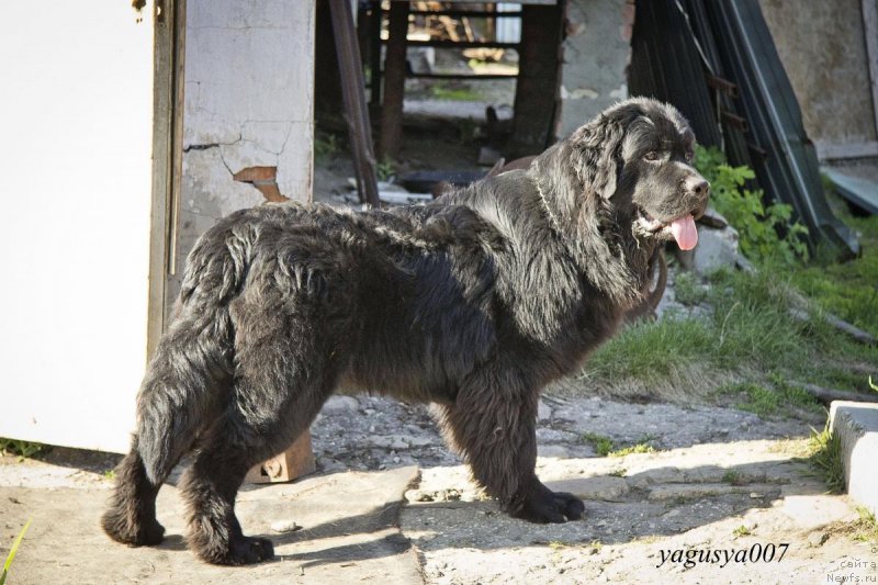 Фото: ньюфаундленд Черный Балу Добрыня