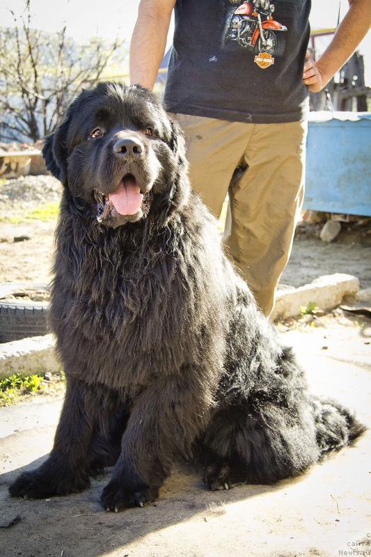 Фото: ньюфаундленд Львиное Сердце