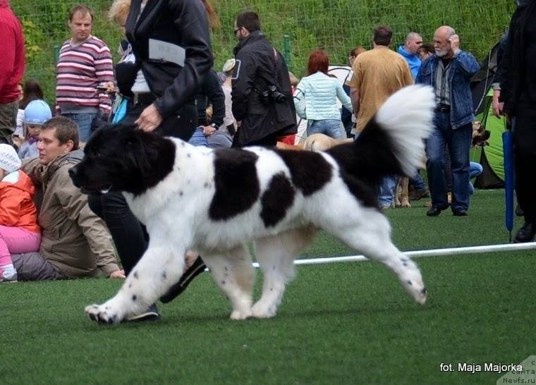 Фото: ньюфаундленд Черная Мафия Зебра Тиме (Chernaya Mafia Zebra Time)