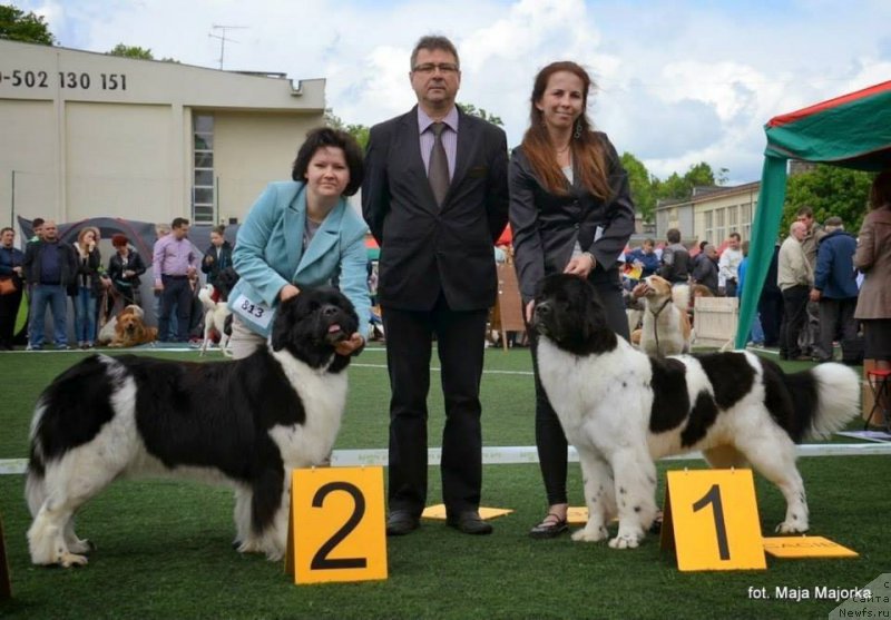 Фото: ньюфаундленд Черная Мафия Зебра Тиме (Chernaya Mafia Zebra Time)