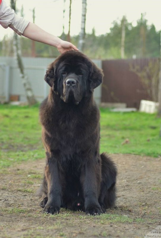 Фото: ньюфаундленд Смигар Ливерпульский Четвертак (Smigar Liverpulsiy Chetvertak)