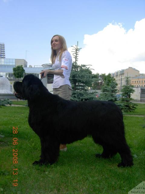 Фото: ньюфаундленд Смигар Иеремия Ивент Магик (Smigar Ieremiya Ivent Magik)