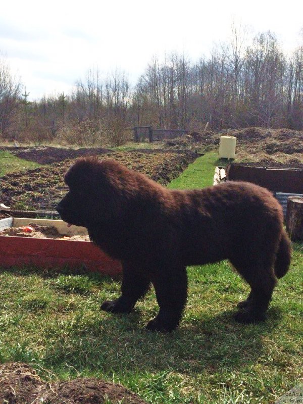 Фото: ньюфаундленд Смигар Твин Пикс (Smigar Тwin Peaks)