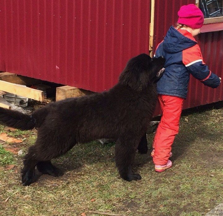 Фото: ньюфаундленд Смигар Твин Пикс (Smigar Тwin Peaks)