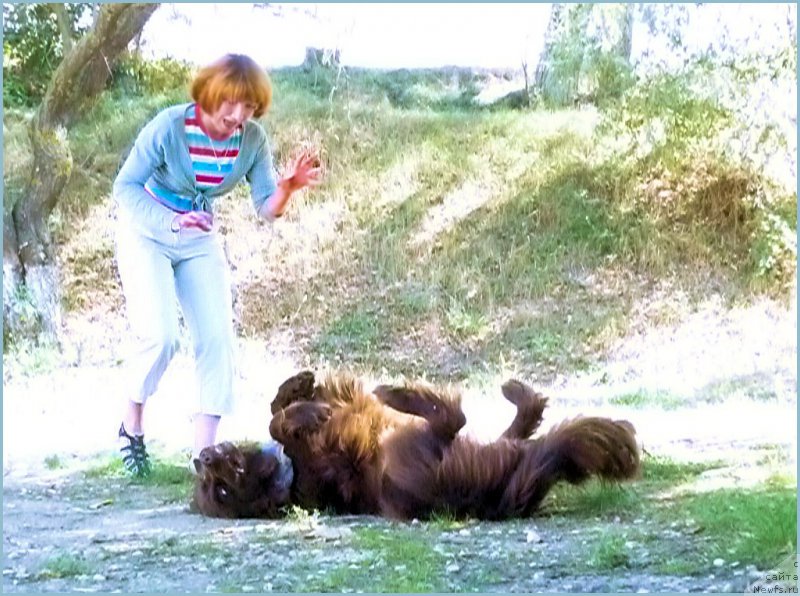 Фото: ньюфаундленд Фанньюф Глория Дей, Марина Новоселова, Юбилейный Солёный Пес 2011