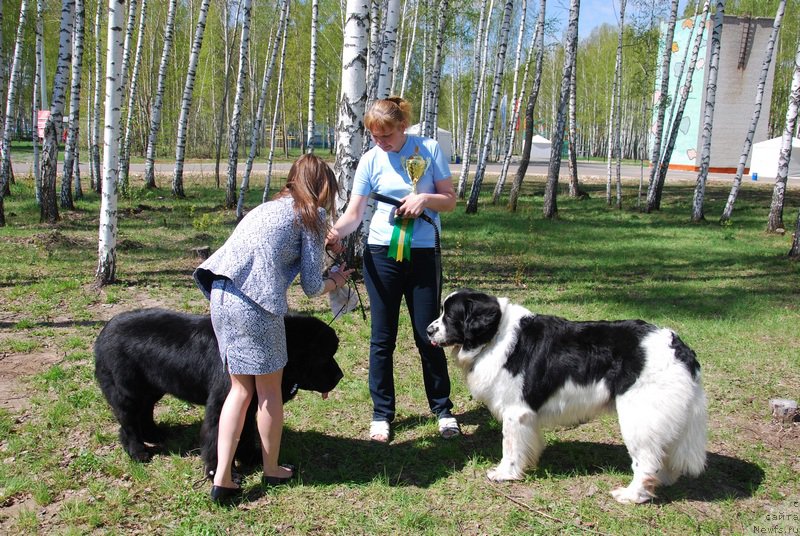 Фото: ньюфаундленд Хьюго Босс из Уникальной Коллекции, ньюфаундленд Хьюго Босс из Уникальной Коллекции, Галина Костюхова, Маргарита Долотова