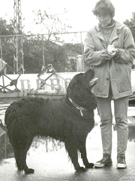 Фото: ньюфаундленд Мира