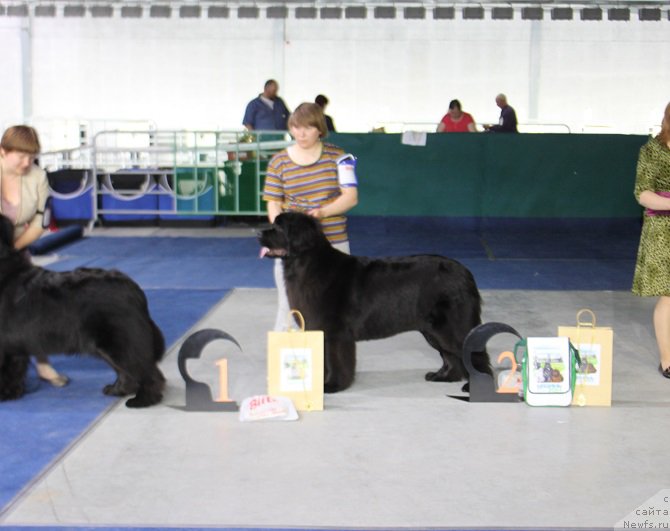 Фото: ньюфаундленд Обуш Шед Венити Фэар