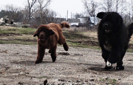 Фото: ньюфаундленд Ньюфорт Юрай Квин, ньюфаундленд Promise To Love Midnight Bear