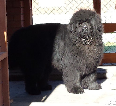 Фото: ньюфаундленд С'Нежная Вьюга Армандо Паруссо (S'Nezhnaya Vjuga Armando Parusso)