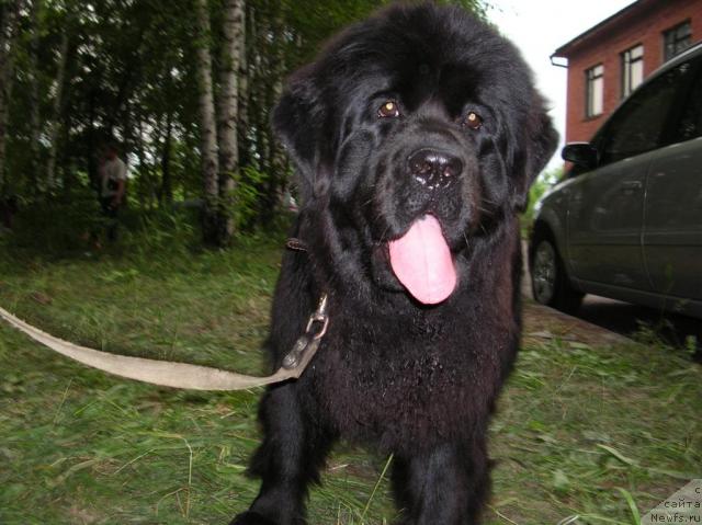 Фото: ньюфаундленд Росинка Искрящаяся от Сибирского Медведя