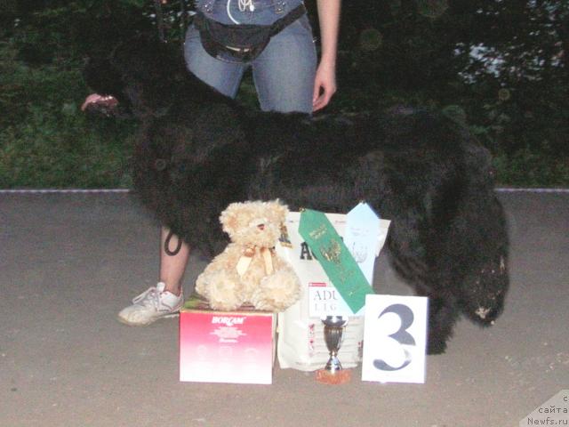 Фото: ньюфаундленд Росинка Искрящаяся от Сибирского Медведя