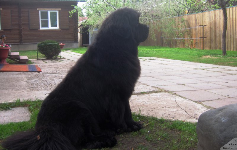 Фото: ньюфаундленд Very Fairweathers X'Got The Rhythm