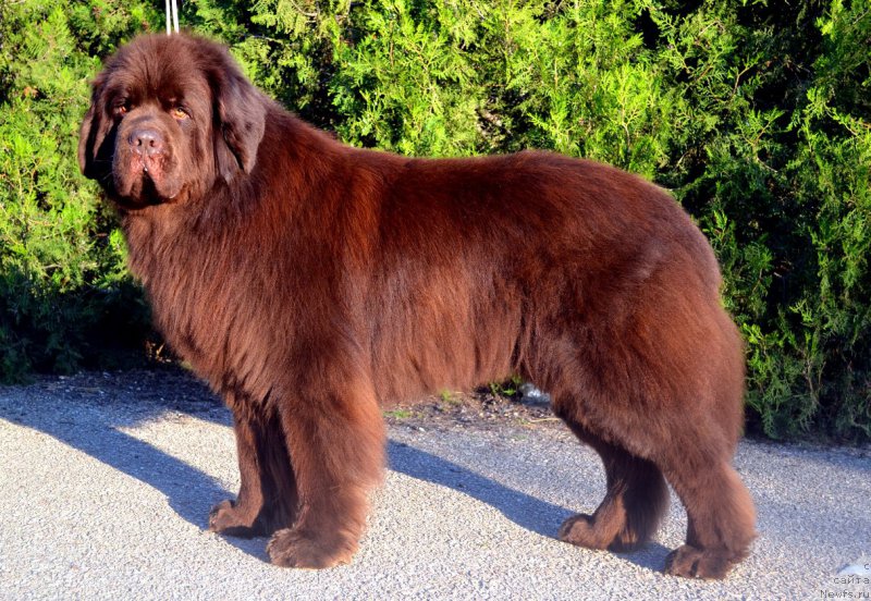 Фото: ньюфаундленд Анджело Орсо Варяг (Angelo Orso Varyag)