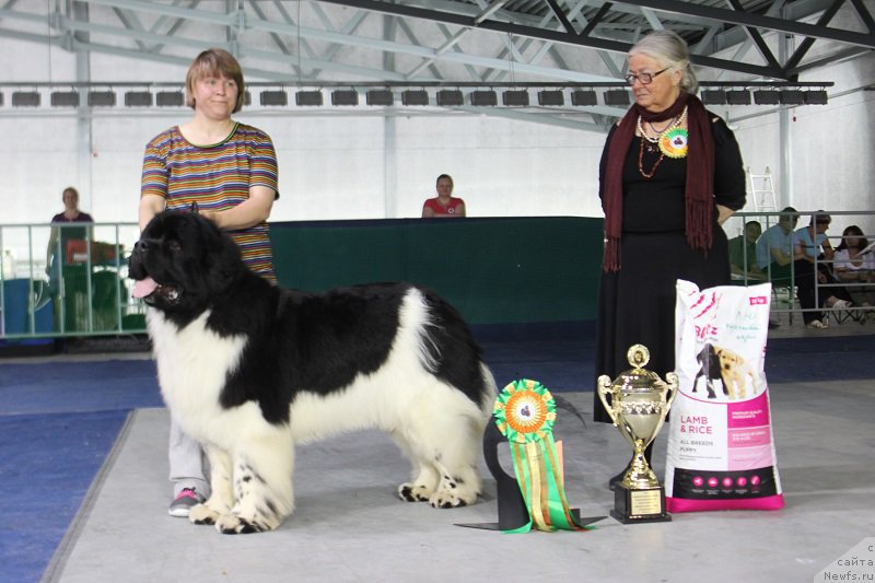 Фото: ньюфаундленд Супер Бизон Космос (Super Bizon Cosmos)