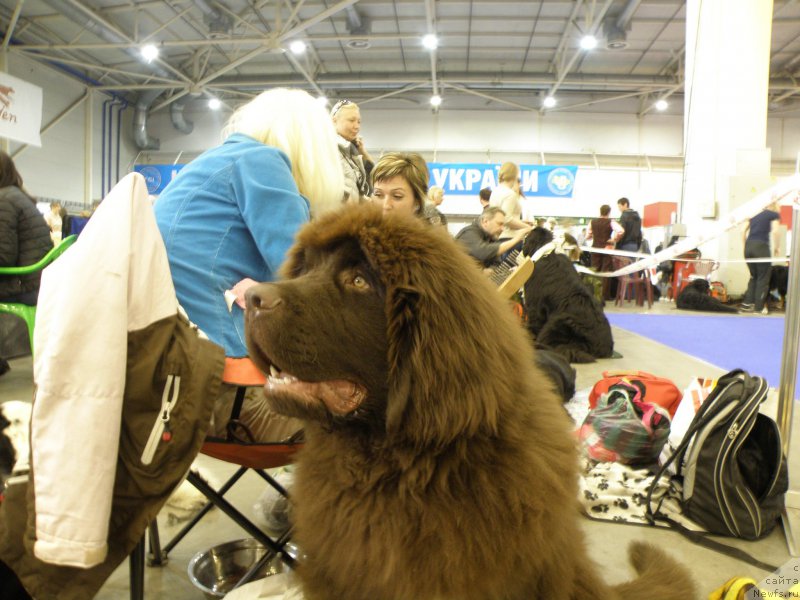 Фото: ньюфаундленд Diesel Chocolate Super Mishka