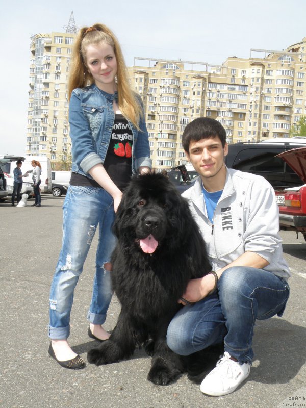 Фото: ньюфаундленд Vincent Black King Super Mishka