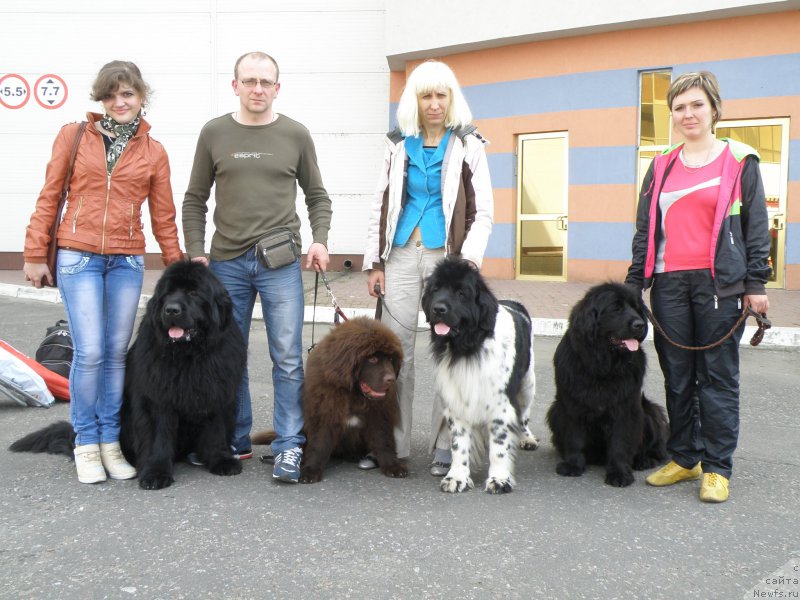 Фото: Аня, ньюфаундленд Vincent Black King Super Mishka, Боря, ньюфаундленд Diesel Chocolate Super Mishka, Юлия Токарчук, ньюфаундленд Bella Donna Barbaresco Super Mishka, Светлана Самборская, ньюфаундленд Vanilla Sky Lady Super Mishka