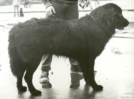 Фото: ньюфаундленд Ингус Барси