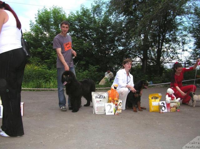 Фото: ньюфаундленд Аксесс Денайд Топ Сикрет, Владимир Савлук