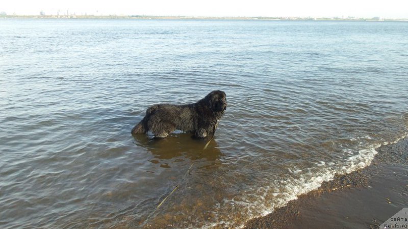 Фото: ньюфаундленд Черная Мафия Мове Уп Ин Тхе Ворлд (Chernaya Mafia Move Up In The World)