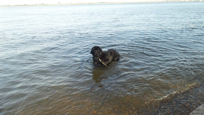 Фото: ньюфаундленд Черная Мафия Мове Уп Ин Тхе Ворлд (Chernaya Mafia Move Up In The World)