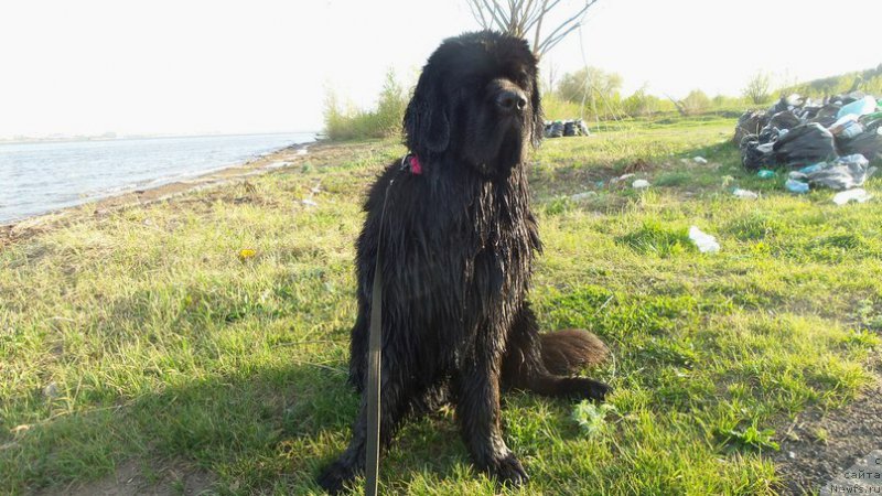 Фото: ньюфаундленд Черная Мафия Мове Уп Ин Тхе Ворлд (Chernaya Mafia Move Up In The World)