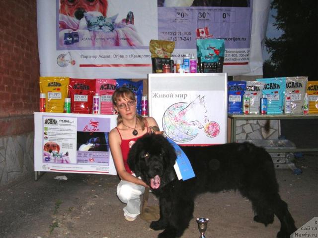 Фото: ньюфаундленд Аксесс Денайд Топ Сикрет, Елизавета Незнакомцева