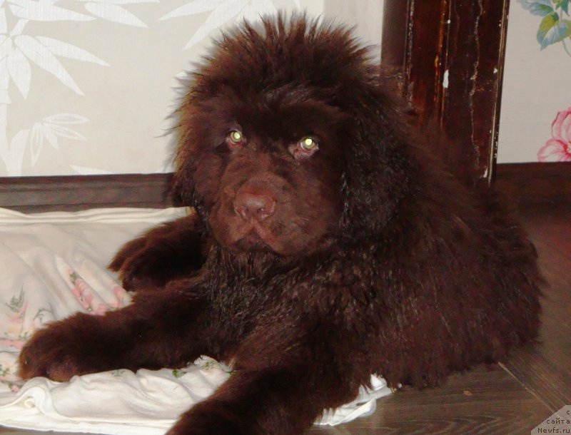 Фото: ньюфаундленд Velyke Malyatko Dunaj