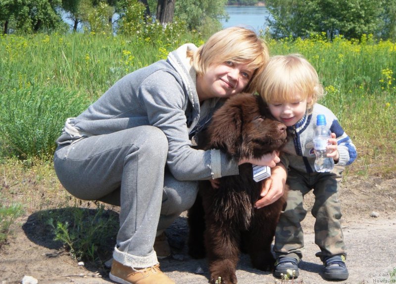 Фото: ньюфаундленд Velyke Malyatko Dunaj