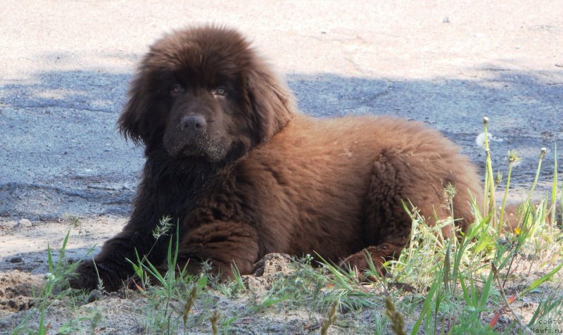 Фото: ньюфаундленд Velyke Malyatko Dunaj