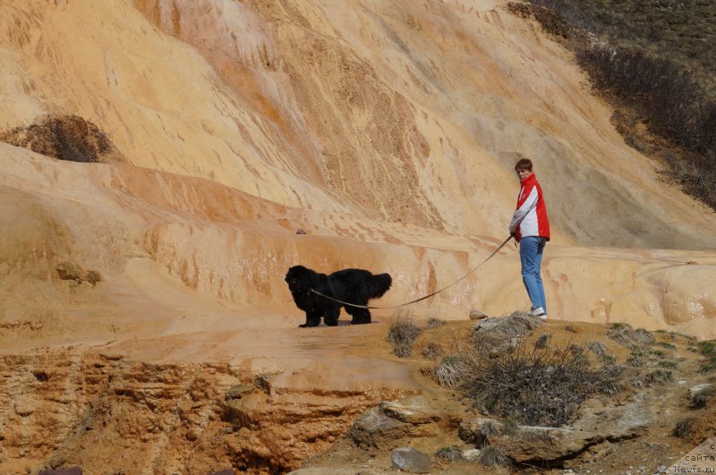 Фото: ньюфаундленд Чарующий Чезарио (Charuyuschiy Chezario)