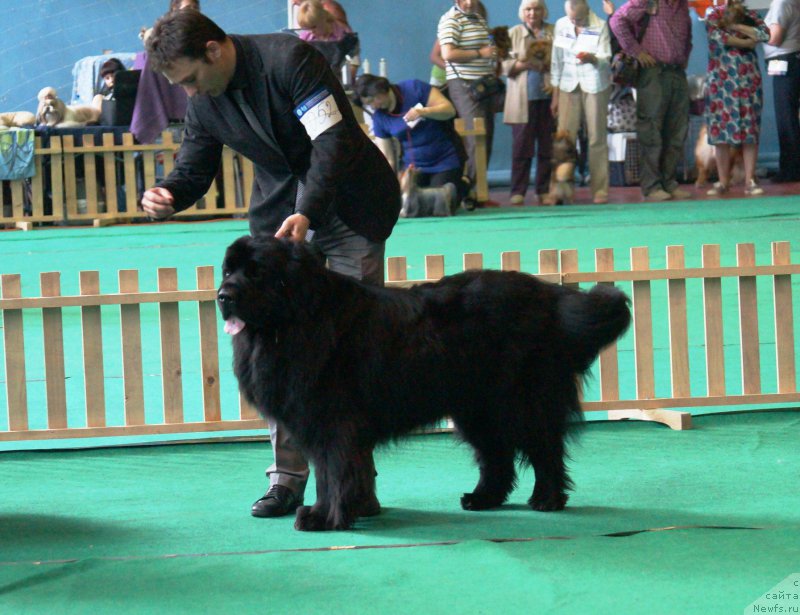 Фото: ньюфаундленд Lusky Story Midnight Bear