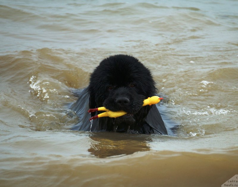 Фото: ньюфаундленд Чарующий Чезарио (Charuyuschiy Chezario)