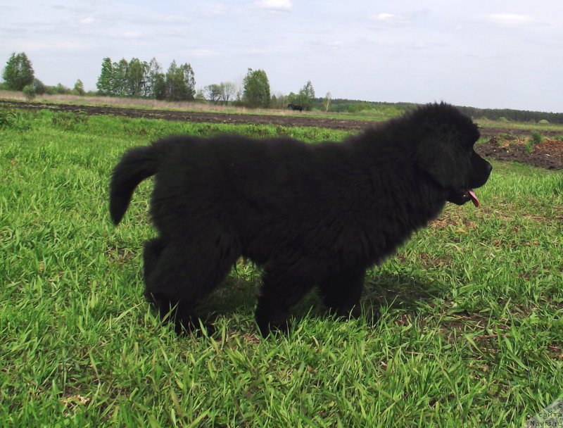 Фото: ньюфаундленд Velyke Malyatko Dnipro