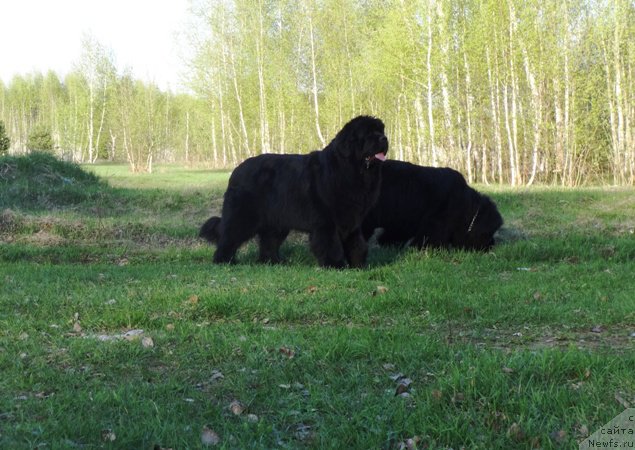Фото: ньюфаундленд Ньюфорт Натали (Njufort Natali), ньюфаундленд Ньюфорт Царица Ночи