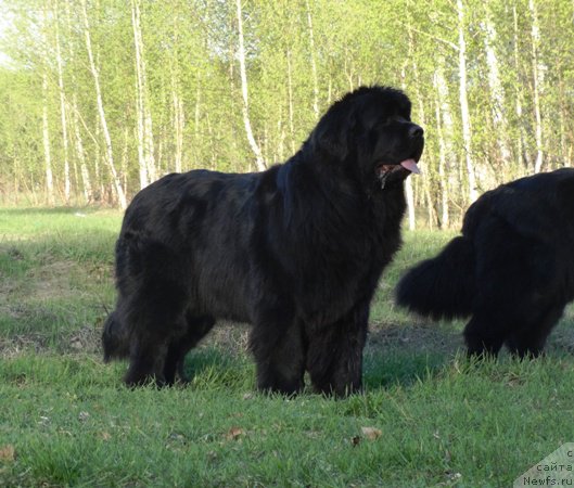 Фото: ньюфаундленд Ньюфорт Царица Ночи