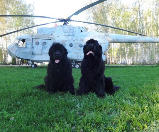 Фото: ньюфаундленд Ньюфорт Натали (Njufort Natali), ньюфаундленд Ньюфорт Царица Ночи
