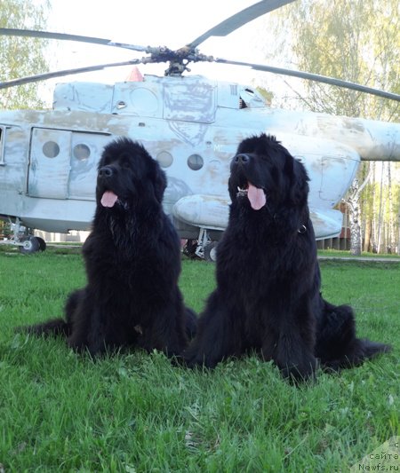 Фото: ньюфаундленд Ньюфорт Натали (Njufort Natali), ньюфаундленд Ньюфорт Царица Ночи